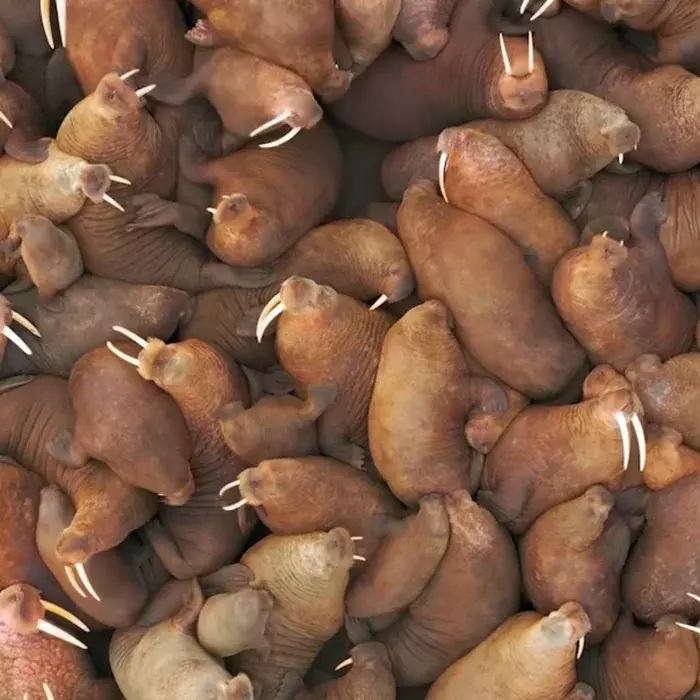 Un troupeau de pomme de terre