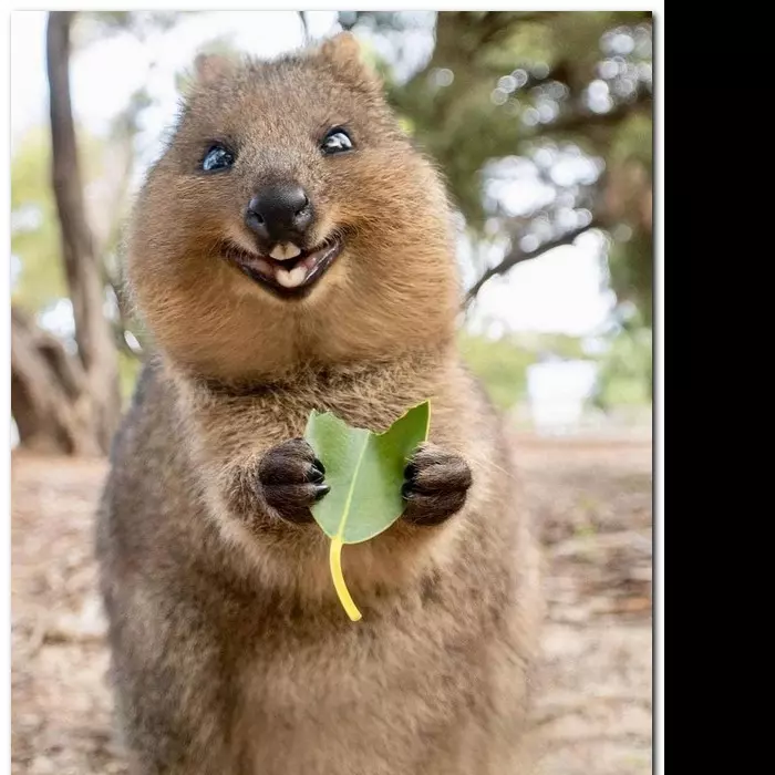 Le quokka