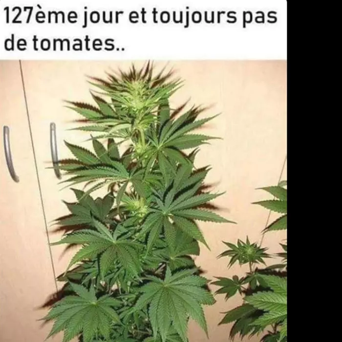 127ème jour et toujours pas de tomate