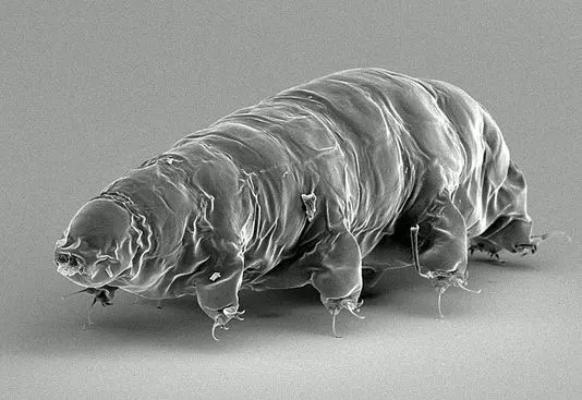 Tardigrade