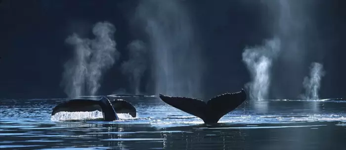 Baleines d'Argentine