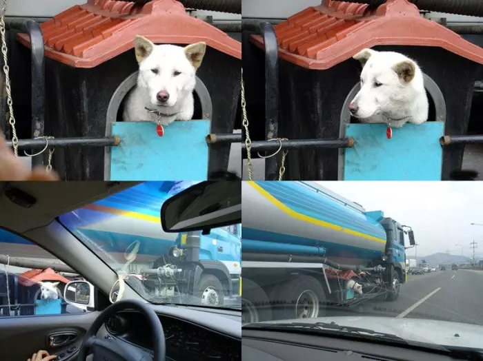 Le chien et le camion